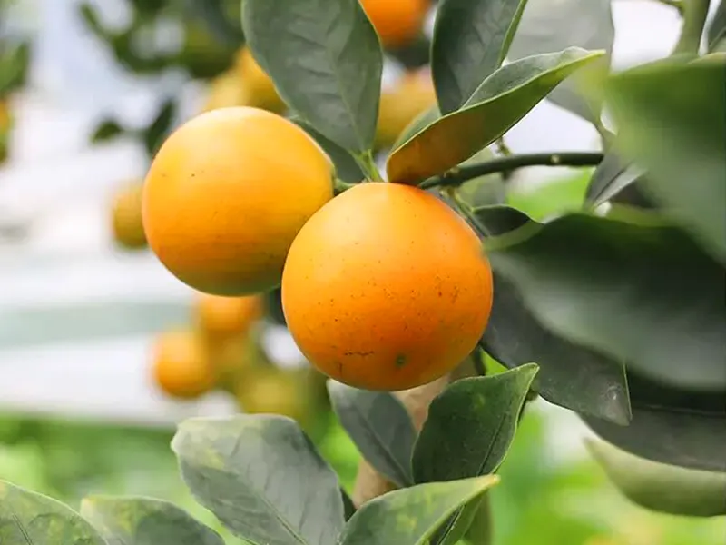 Rong’an kumquat Historical origins