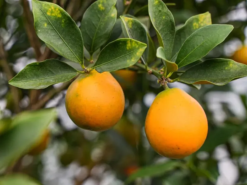 Rong’an Kumquat
